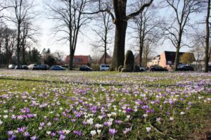 Krokuswiese Bergstedter Markt